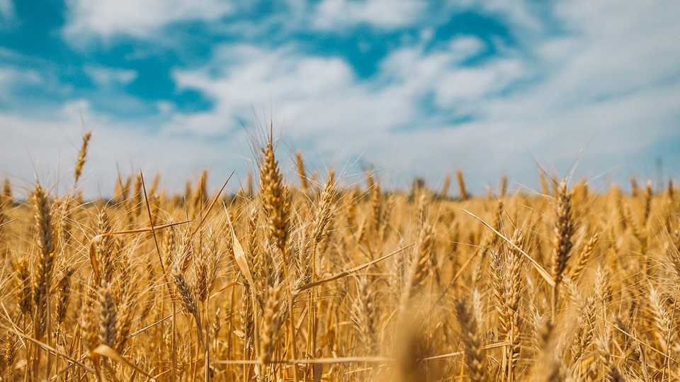 Uma linda plantação de trigo em um dia ensolarado